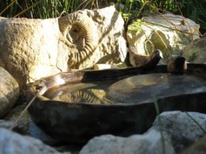 Terrassenteiche - Gartenzeile