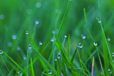 Schöner, grüner Rasen im Garten - so klappt's! - Gartenzeile