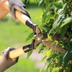 Hecke schneiden Beitragsbild