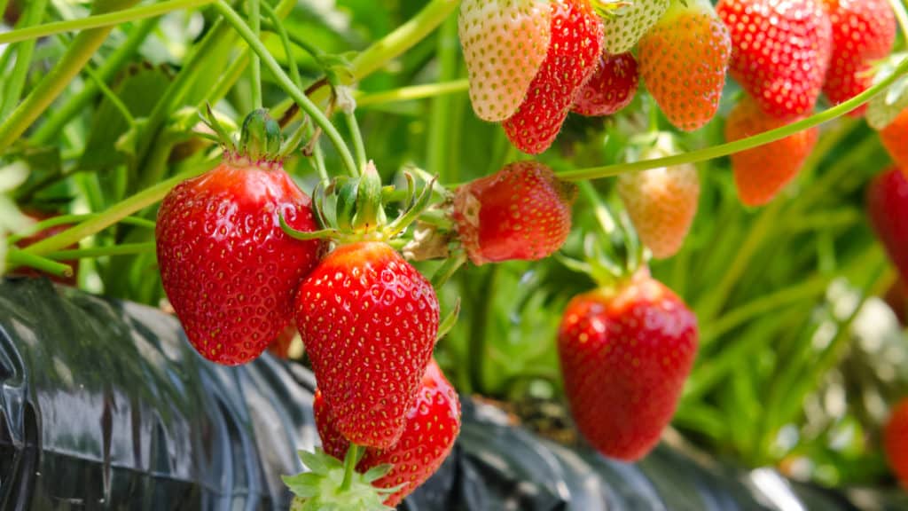 Obst im Gewächshaus anbauen