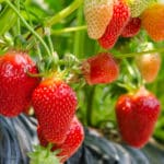 Obst im Gewächshaus anbauen