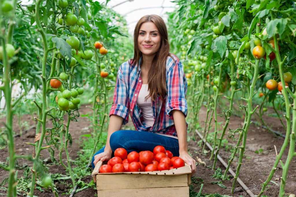 Tomatengewächshaus