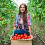 Tomatengewächshaus