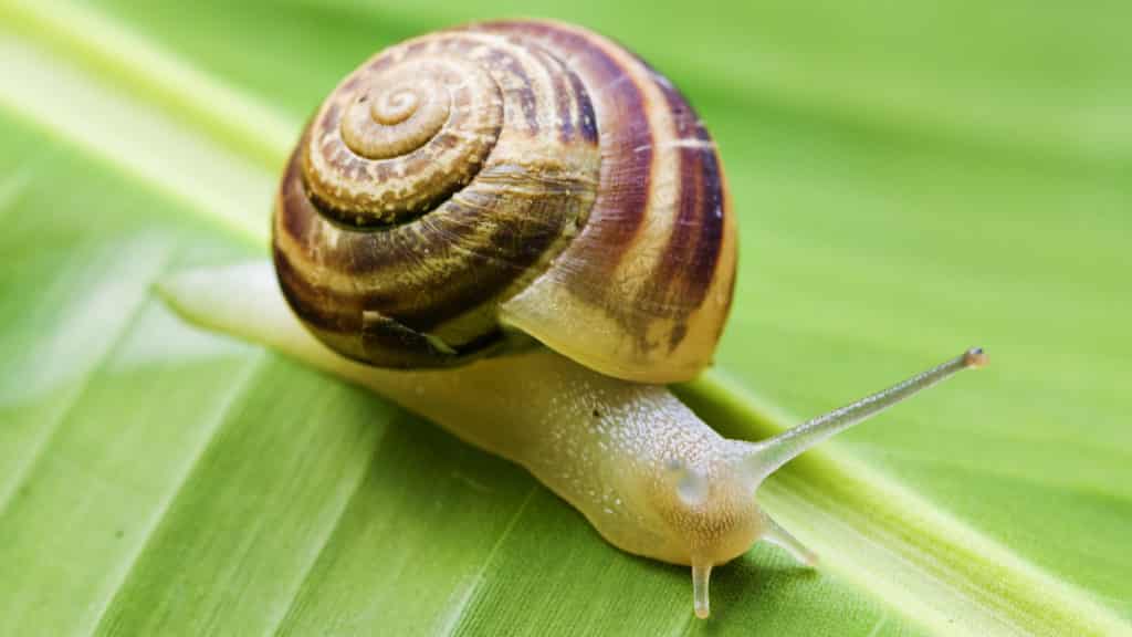 Was hilft gegen Schnecken im Gewächshaus?