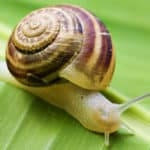 Was hilft gegen Schnecken im Gewächshaus?