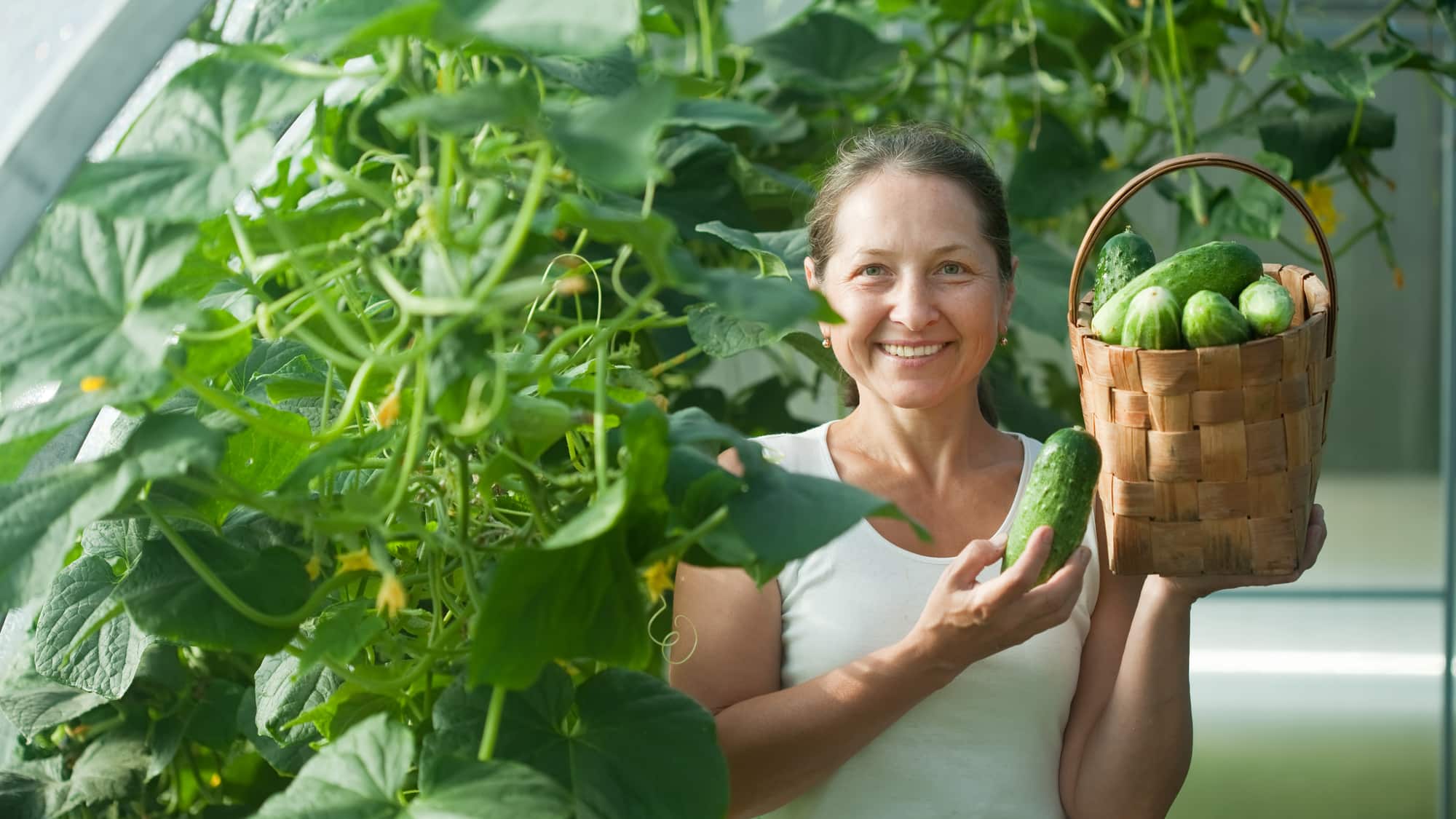 Gurken im Gewächshaus