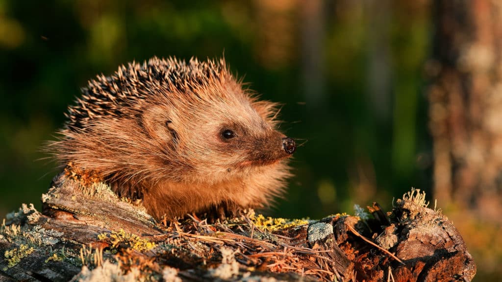 Igel im Garten Beitragsbild