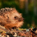 Igel im Garten Beitragsbild