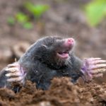 Maulwurf vertreiben und bekämpfen
