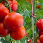 Tomatenzelt