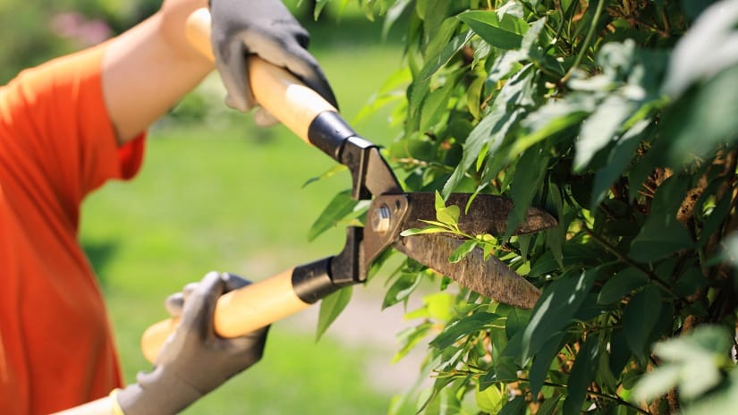 Hecke schneiden