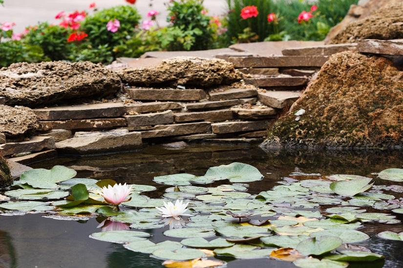 Schwimmteich mit Lotusblumen