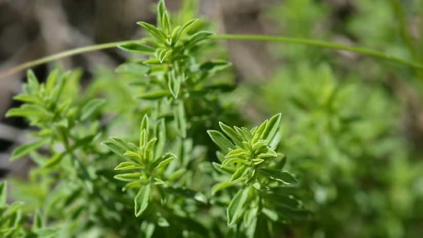 Bergbohnenkraut