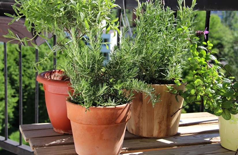 Kräuter auf dem Balkon anlegen