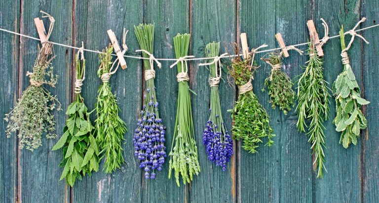 Kräuter haltbar machen » Einfach aber effektiv! Gartenzeile.de
