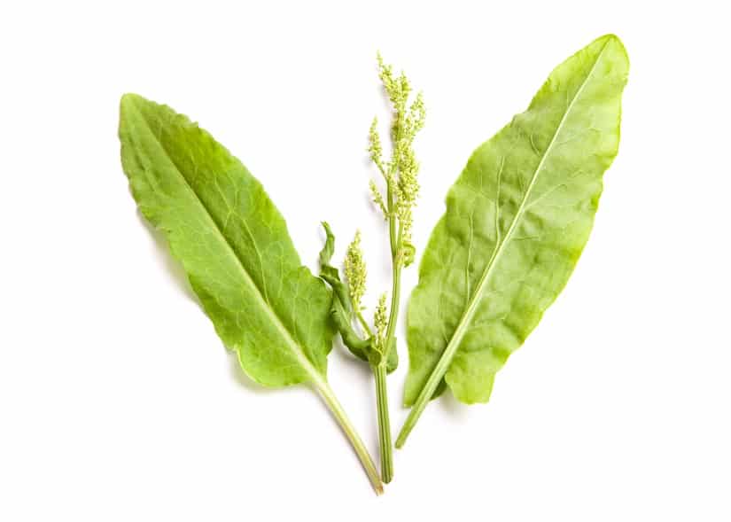 Bätter und Blüte des Sauerampfers
