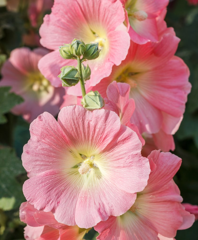 Bauernrosen Stockrosen