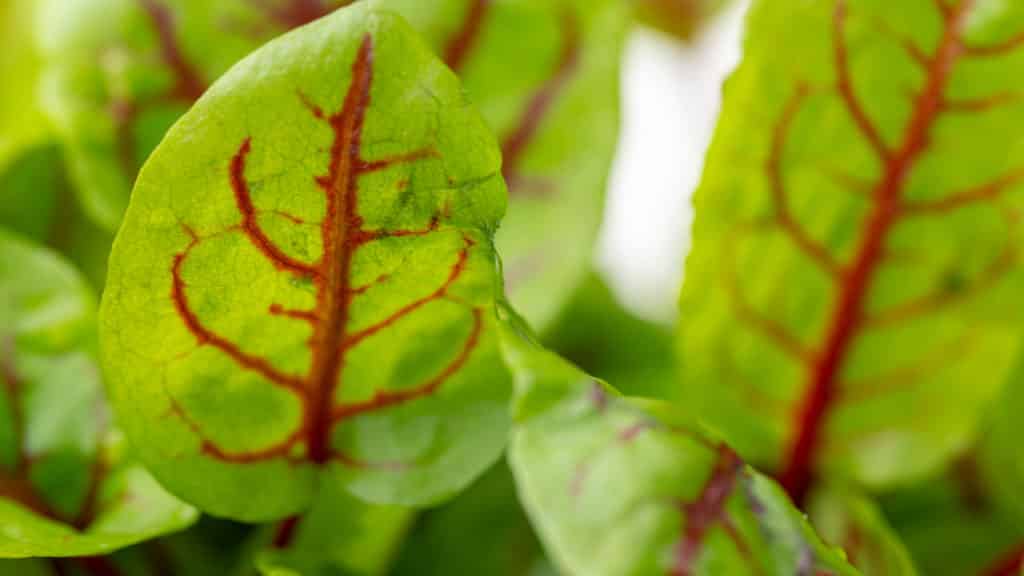 Blutampfer » Ein anspruchsloses Kraut mit besonderen Blättern