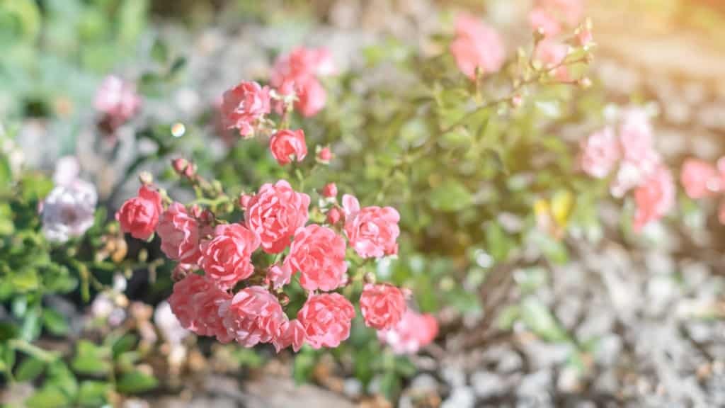 Bodendeckerrosen