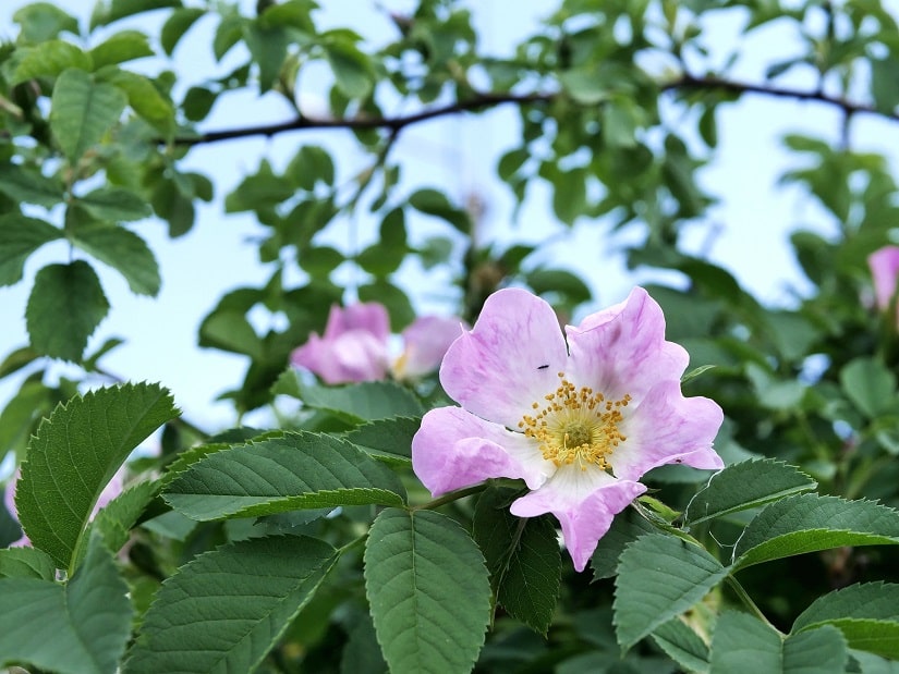 Heckenrosen-Pflege