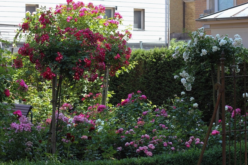 Hochstammrosen im Garten