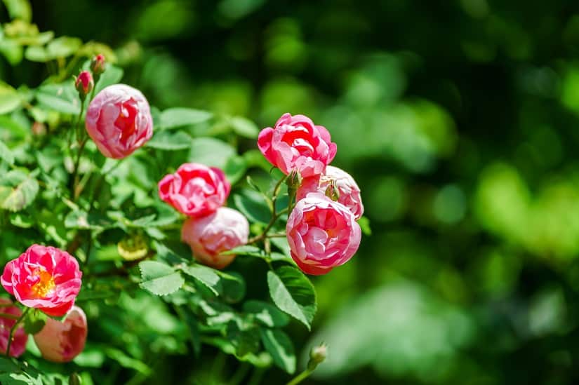 Rosa Bodendeckerrosen