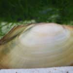 Teichmuschel