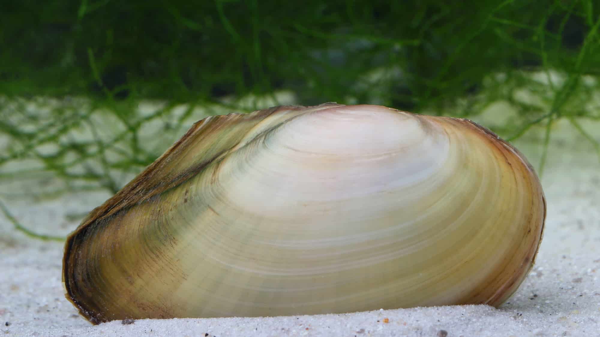 Die Teichmuschel Alles zur Haltung der Teichmuschel hier! » Gartenzeile.de