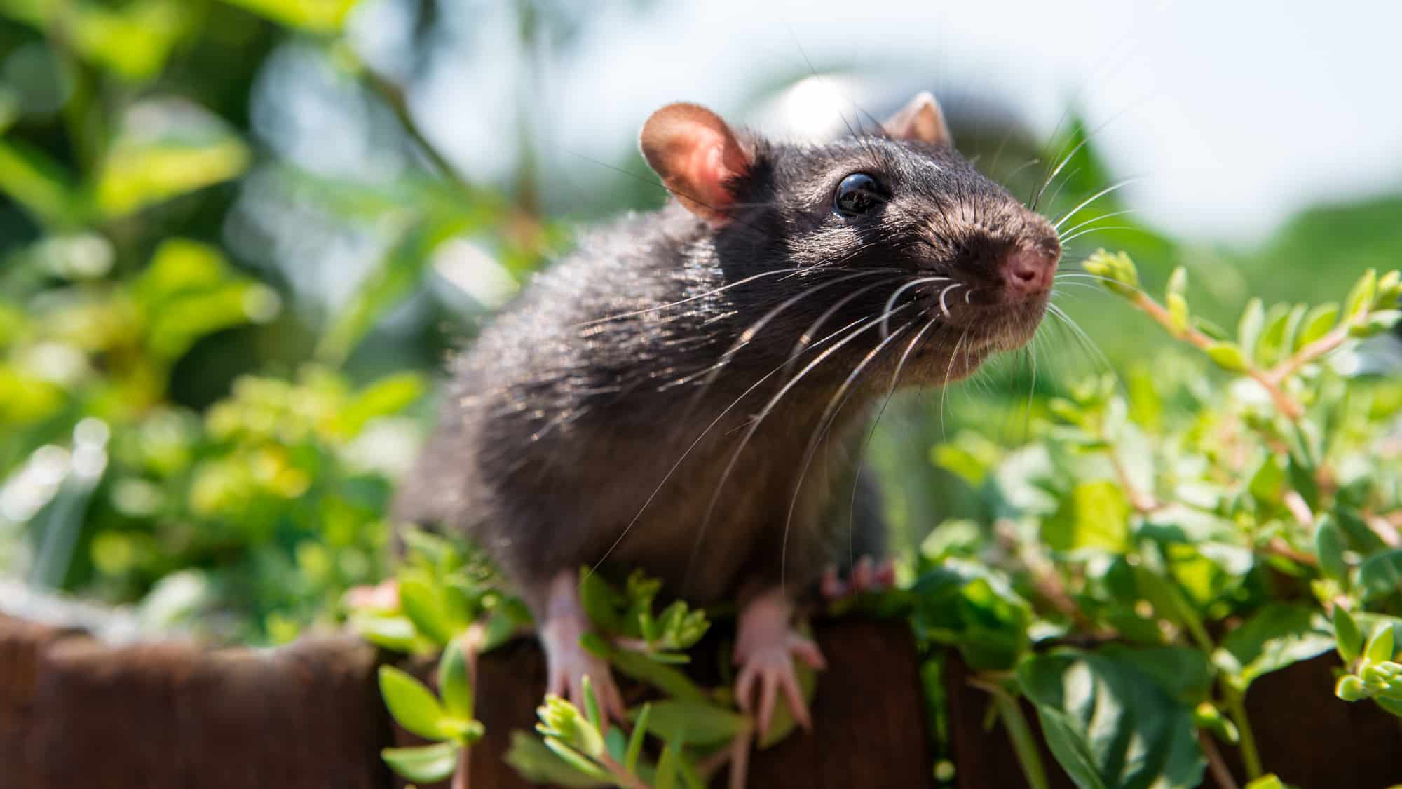 домик для мышей. домик мышонка. домики мышей в природе. сад мышонок. мышка в норке.