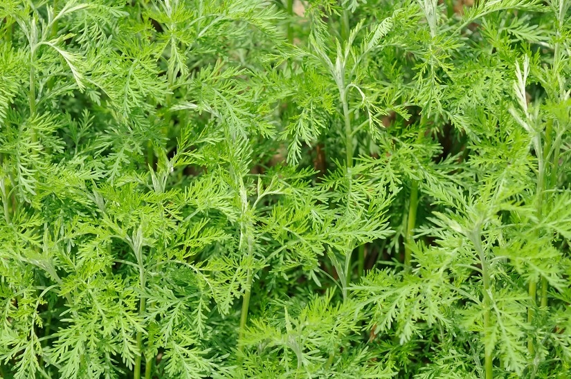 Die Eberraute im Garten