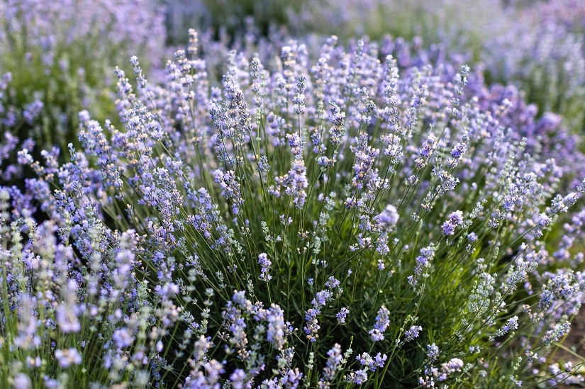 Welche Kräuter vetragen sich? Lavendel gilt eher als Einzelgänger, weil die Pflanze sich gern breit macht.