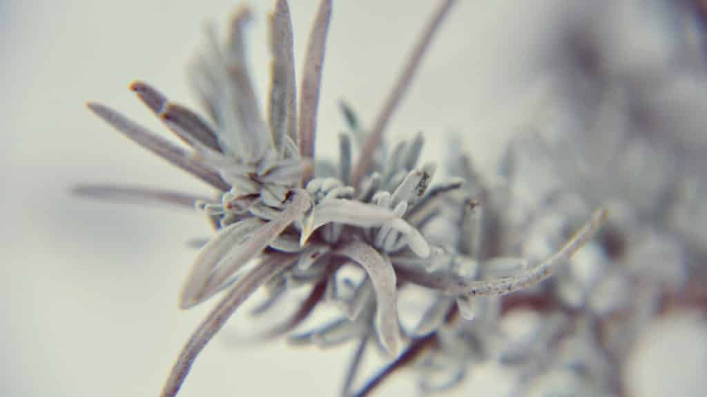 winterharte Kräuter