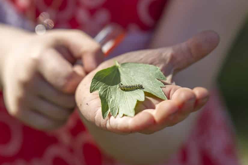 Buchsbaumraupe auf einem Liebstöckl-Blatt