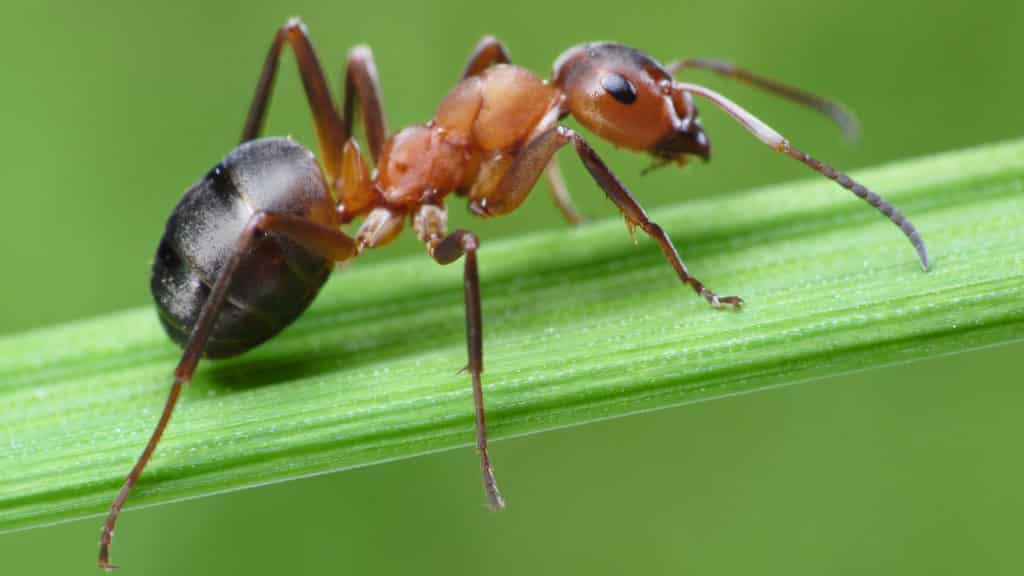Hausmittel Gegen Ameisen Einfach Und Effektiv Gartenzeile De