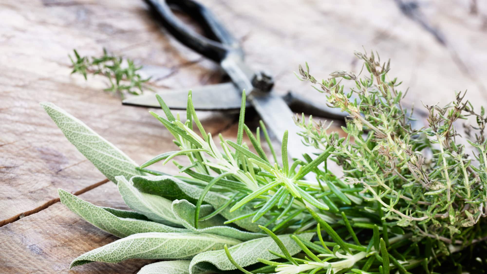 Kräuter zurückschneiden » Wann? Wie? Mit welchem Zweck? » Gartenzeile.de
