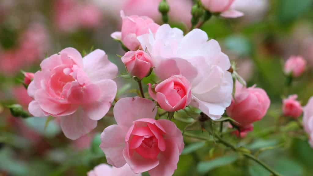 Rosen Wissenswertes