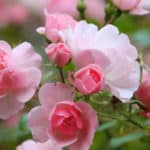 Rosen Wissenswertes