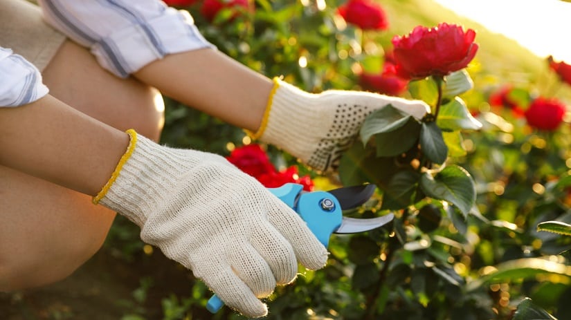 Rosen schneiden mit der richtigen Schere