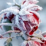 Rosen überwintern