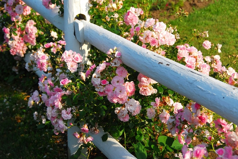 Die Zwergrose, eine beliebte Rosenart