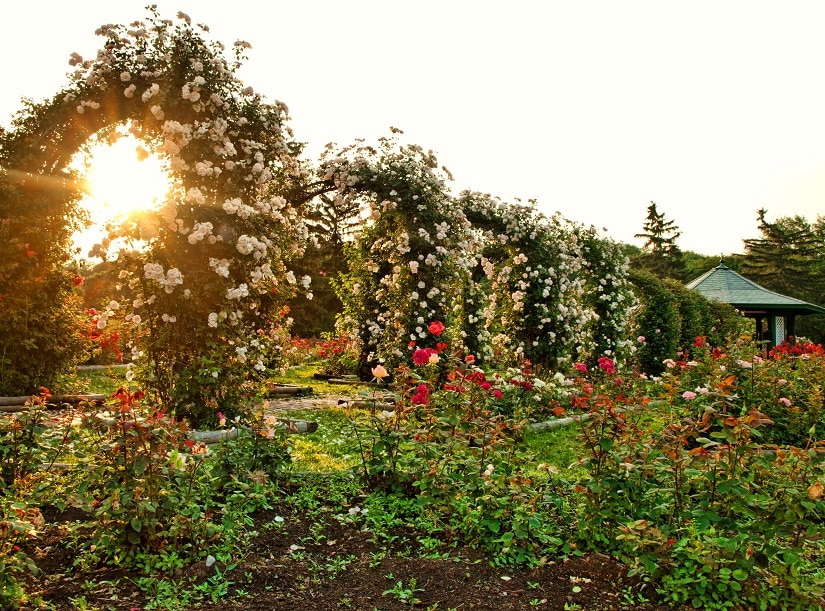 Mehrere Rosenbögen in einem wunderschönen Garten