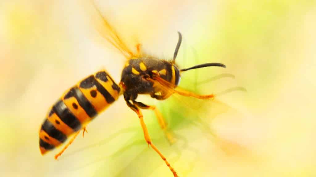 Wespen im Garten