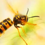 Wespen im Garten