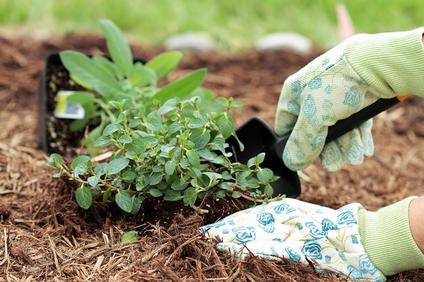 Kräuter anpflanzen im Garten