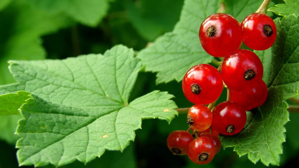 Rote Johannisbeeren schneiden