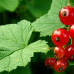 Rote Johannisbeeren schneiden