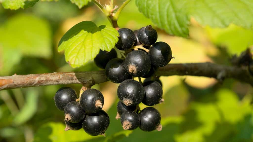 schwarze Johannisbeeren schneiden