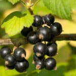 schwarze Johannisbeeren schneiden