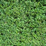 Buchsbaumhecke