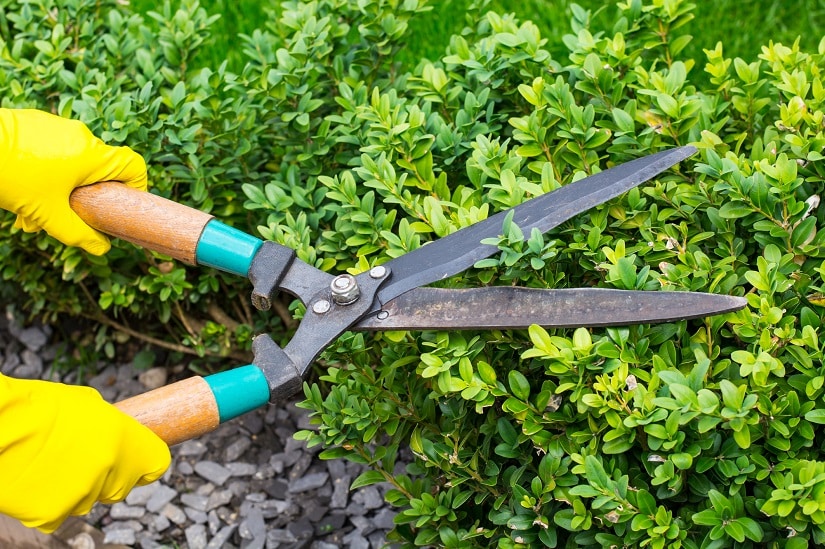 Zur Grundpflege der Buchsbaumhecke gehört das regelmäßige Schneiden